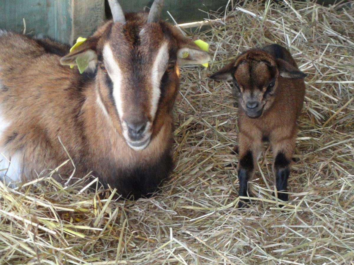 La Petite Ferme De Pouillon - Parc Animalier - Aire De Loisirs Bed and Breakfast Exteriör bild